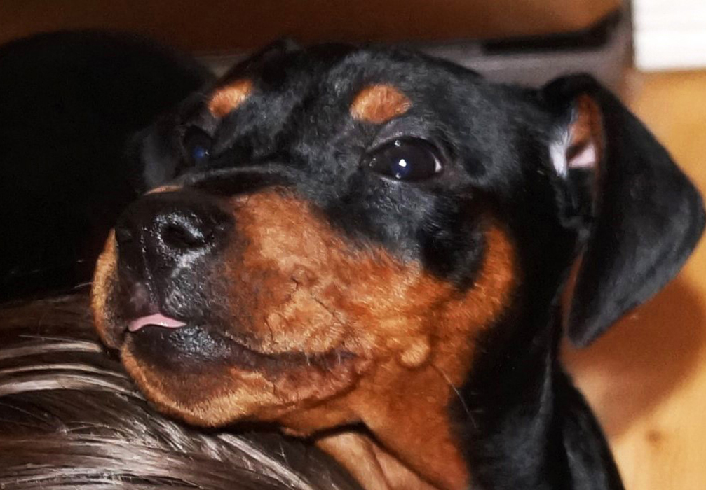 Pinscher * Xélanc Jovial Jamie 7 veckor